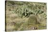 Prickly-Pear, Barrel Cactus and Other Chihuahuan Desert Plants in Southern New Mexico-null-Stretched Canvas