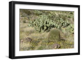 Prickly-Pear, Barrel Cactus and Other Chihuahuan Desert Plants in Southern New Mexico-null-Framed Photographic Print