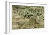 Prickly-Pear, Barrel Cactus and Other Chihuahuan Desert Plants in Southern New Mexico-null-Framed Photographic Print