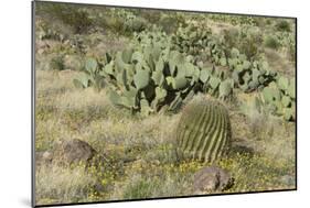 Prickly-Pear, Barrel Cactus and Other Chihuahuan Desert Plants in Southern New Mexico-null-Mounted Photographic Print