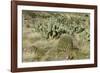 Prickly-Pear, Barrel Cactus and Other Chihuahuan Desert Plants in Southern New Mexico-null-Framed Photographic Print