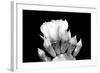 Prickly Pear Blossom and Buds BW-Douglas Taylor-Framed Photographic Print