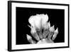 Prickly Pear Blossom and Buds BW-Douglas Taylor-Framed Photographic Print