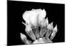 Prickly Pear Blossom and Buds BW-Douglas Taylor-Mounted Photographic Print