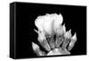 Prickly Pear Blossom and Buds BW-Douglas Taylor-Framed Stretched Canvas