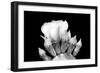 Prickly Pear Blossom and Buds BW-Douglas Taylor-Framed Photographic Print