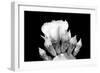 Prickly Pear Blossom and Buds BW-Douglas Taylor-Framed Photographic Print