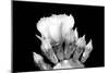 Prickly Pear Blossom and Buds BW-Douglas Taylor-Mounted Photographic Print