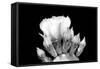 Prickly Pear Blossom and Buds BW-Douglas Taylor-Framed Stretched Canvas