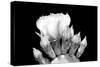 Prickly Pear Blossom and Buds BW-Douglas Taylor-Stretched Canvas