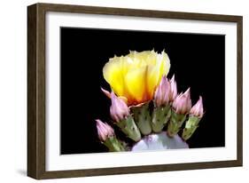 Prickly Pear Blossom and Buds-Douglas Taylor-Framed Photographic Print