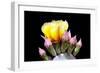 Prickly Pear Blossom and Buds-Douglas Taylor-Framed Photographic Print