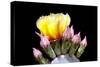 Prickly Pear Blossom and Buds-Douglas Taylor-Stretched Canvas