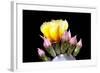 Prickly Pear Blossom and Buds-Douglas Taylor-Framed Photographic Print