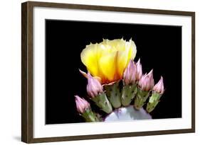 Prickly Pear Blossom and Buds-Douglas Taylor-Framed Photographic Print