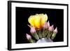 Prickly Pear Blossom and Buds-Douglas Taylor-Framed Photographic Print