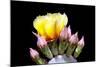 Prickly Pear Blossom and Buds-Douglas Taylor-Mounted Photographic Print