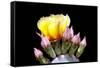 Prickly Pear Blossom and Buds-Douglas Taylor-Framed Stretched Canvas