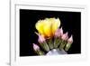 Prickly Pear Blossom and Buds-Douglas Taylor-Framed Photographic Print