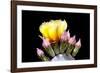 Prickly Pear Blossom and Buds-Douglas Taylor-Framed Photographic Print