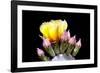 Prickly Pear Blossom and Buds-Douglas Taylor-Framed Photographic Print