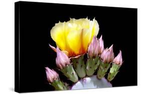 Prickly Pear Blossom and Buds-Douglas Taylor-Stretched Canvas