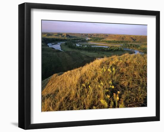 Prickly Pear Cactus Above the Marias River in Summer Near Shelby, Montana, USA-Chuck Haney-Framed Photographic Print