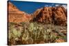 Prickly Pear cactus along Water Canyon, St. George, Utah, USA-null-Stretched Canvas