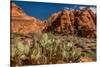 Prickly Pear cactus along Water Canyon, St. George, Utah, USA-null-Stretched Canvas