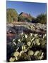 Prickly Pear Cactus and Cockscomb Formation, Coconino National Forest, Arizona-James Hager-Mounted Photographic Print