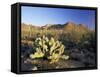 Prickly Pear Cactus at Sunset, Saguaro National Park, Tucson, Arizona, USA-Ruth Tomlinson-Framed Stretched Canvas