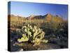 Prickly Pear Cactus at Sunset, Saguaro National Park, Tucson, Arizona, USA-Ruth Tomlinson-Stretched Canvas