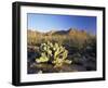 Prickly Pear Cactus at Sunset, Saguaro National Park, Tucson, Arizona, USA-Ruth Tomlinson-Framed Photographic Print