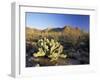 Prickly Pear Cactus at Sunset, Saguaro National Park, Tucson, Arizona, USA-Ruth Tomlinson-Framed Photographic Print