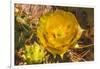 Prickly pear cactus blooming, Desert Botanical Garden, Phoenix, Arizona.-William Perry-Framed Photographic Print