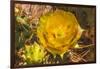 Prickly pear cactus blooming, Desert Botanical Garden, Phoenix, Arizona.-William Perry-Framed Photographic Print