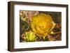 Prickly pear cactus blooming, Desert Botanical Garden, Phoenix, Arizona.-William Perry-Framed Photographic Print