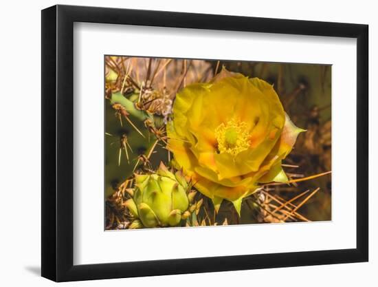 Prickly pear cactus blooming, Desert Botanical Garden, Phoenix, Arizona.-William Perry-Framed Photographic Print