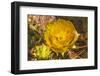 Prickly pear cactus blooming, Desert Botanical Garden, Phoenix, Arizona.-William Perry-Framed Photographic Print