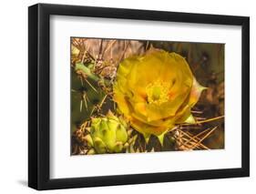 Prickly pear cactus blooming, Desert Botanical Garden, Phoenix, Arizona.-William Perry-Framed Photographic Print