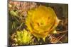 Prickly pear cactus blooming, Desert Botanical Garden, Phoenix, Arizona.-William Perry-Mounted Photographic Print