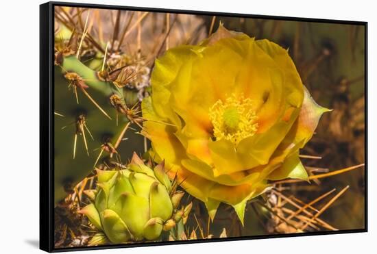 Prickly pear cactus blooming, Desert Botanical Garden, Phoenix, Arizona.-William Perry-Framed Stretched Canvas