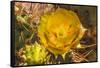 Prickly pear cactus blooming, Desert Botanical Garden, Phoenix, Arizona.-William Perry-Framed Stretched Canvas