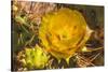 Prickly pear cactus blooming, Desert Botanical Garden, Phoenix, Arizona.-William Perry-Stretched Canvas