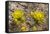 Prickly pear cactus blooming, Petrified Forest National Park, Arizona-William Perry-Framed Stretched Canvas