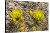 Prickly pear cactus blooming, Petrified Forest National Park, Arizona-William Perry-Stretched Canvas