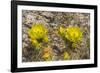 Prickly pear cactus blooming, Petrified Forest National Park, Arizona-William Perry-Framed Photographic Print