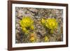 Prickly pear cactus blooming, Petrified Forest National Park, Arizona-William Perry-Framed Photographic Print