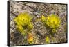 Prickly pear cactus blooming, Petrified Forest National Park, Arizona-William Perry-Framed Stretched Canvas