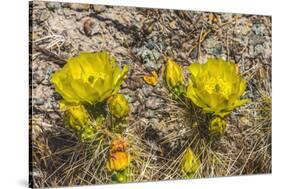 Prickly pear cactus blooming, Petrified Forest National Park, Arizona-William Perry-Stretched Canvas